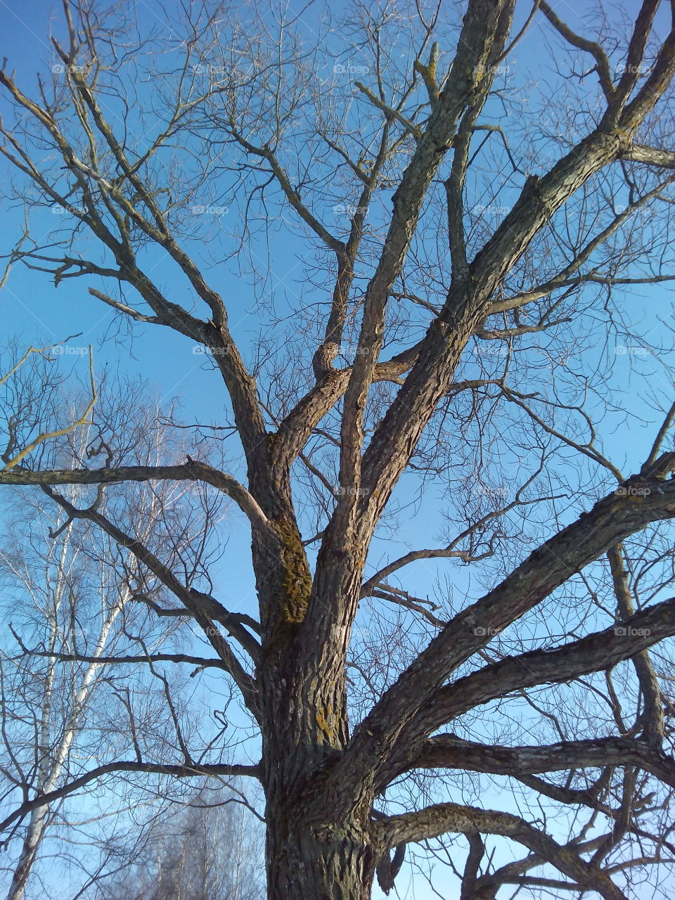 Tree, Branch, Wood, Landscape, No Person