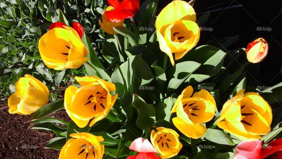 Flowers. Spring tulips planted on yard in vacant house next door