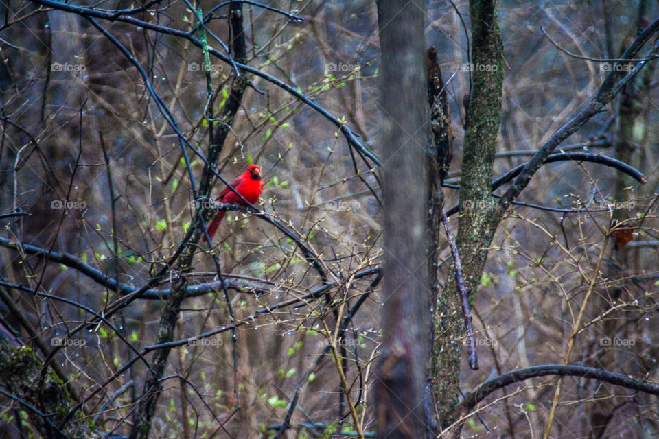 A red cardinal male