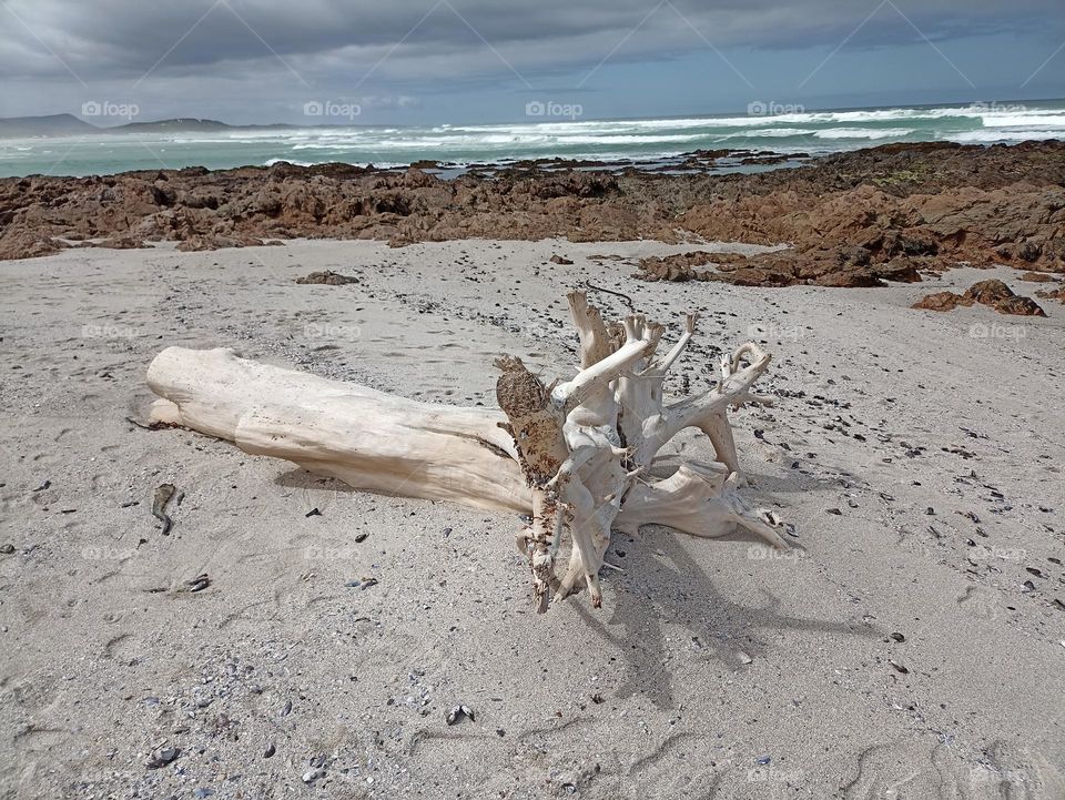 Sea-bleached tree