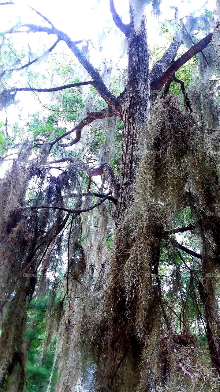 Spanish Moss heavy on the Old Oak branches