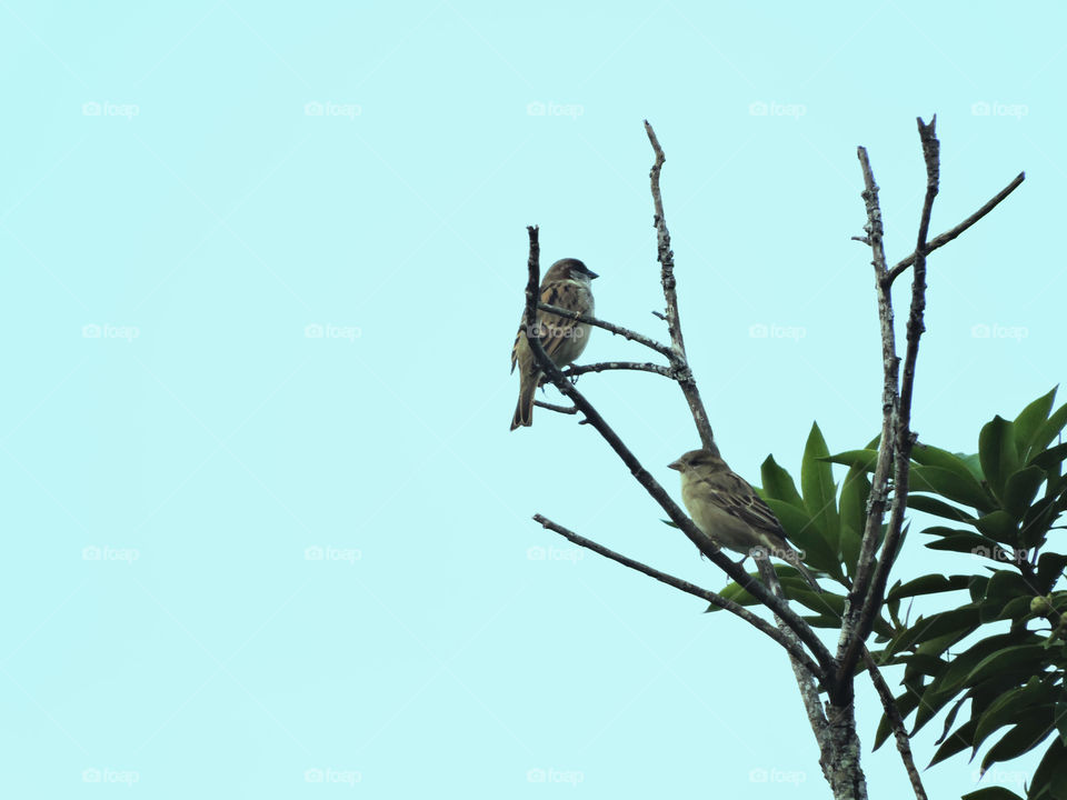 sparrows in a tree