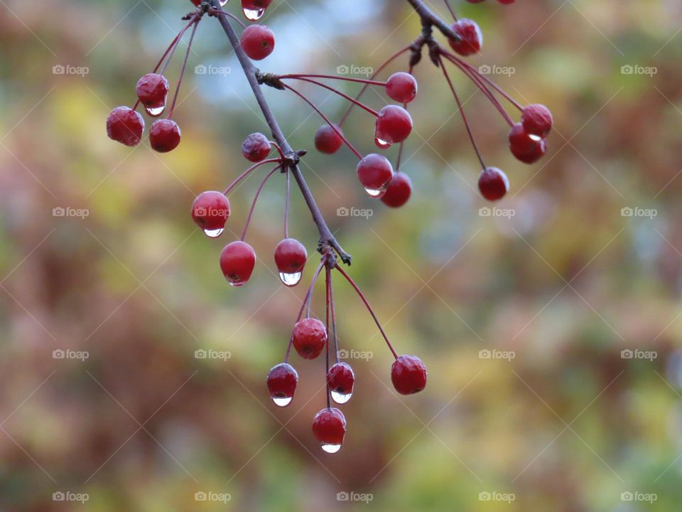 Tree branch with raindrops