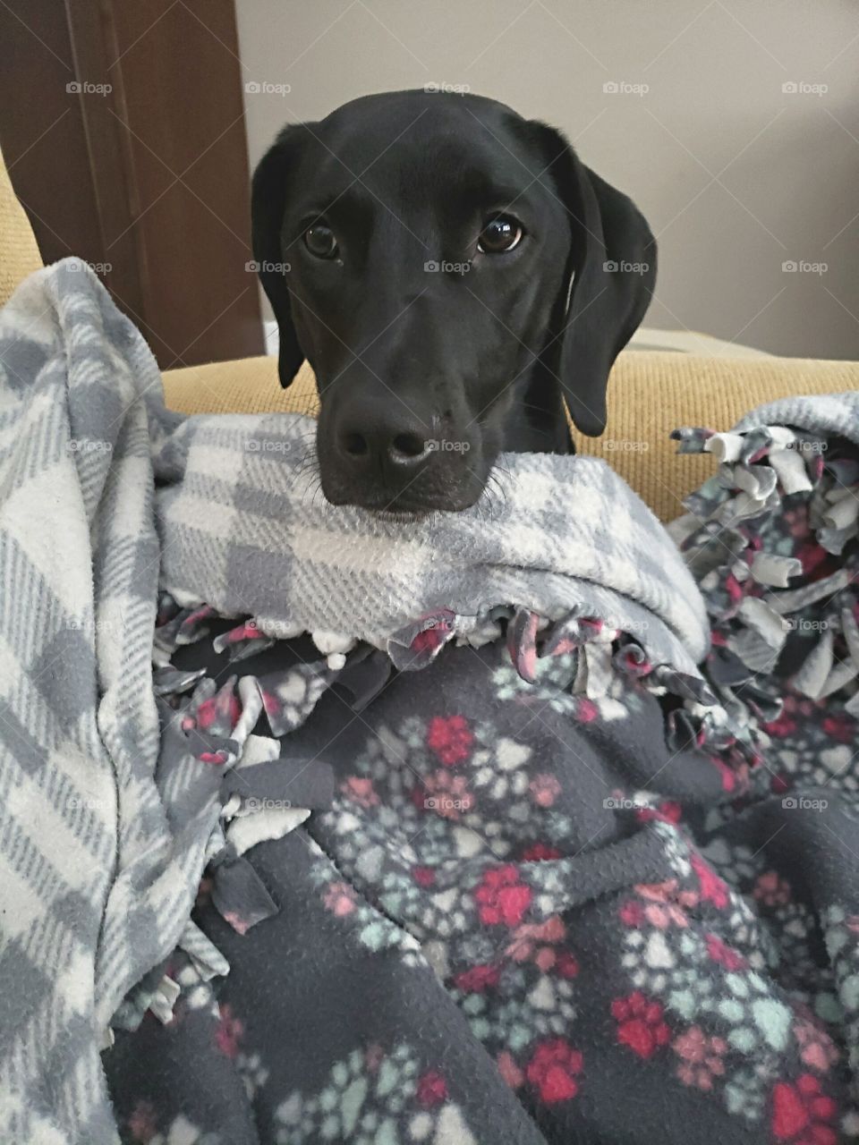 black labrador retriever under a cozy blanket