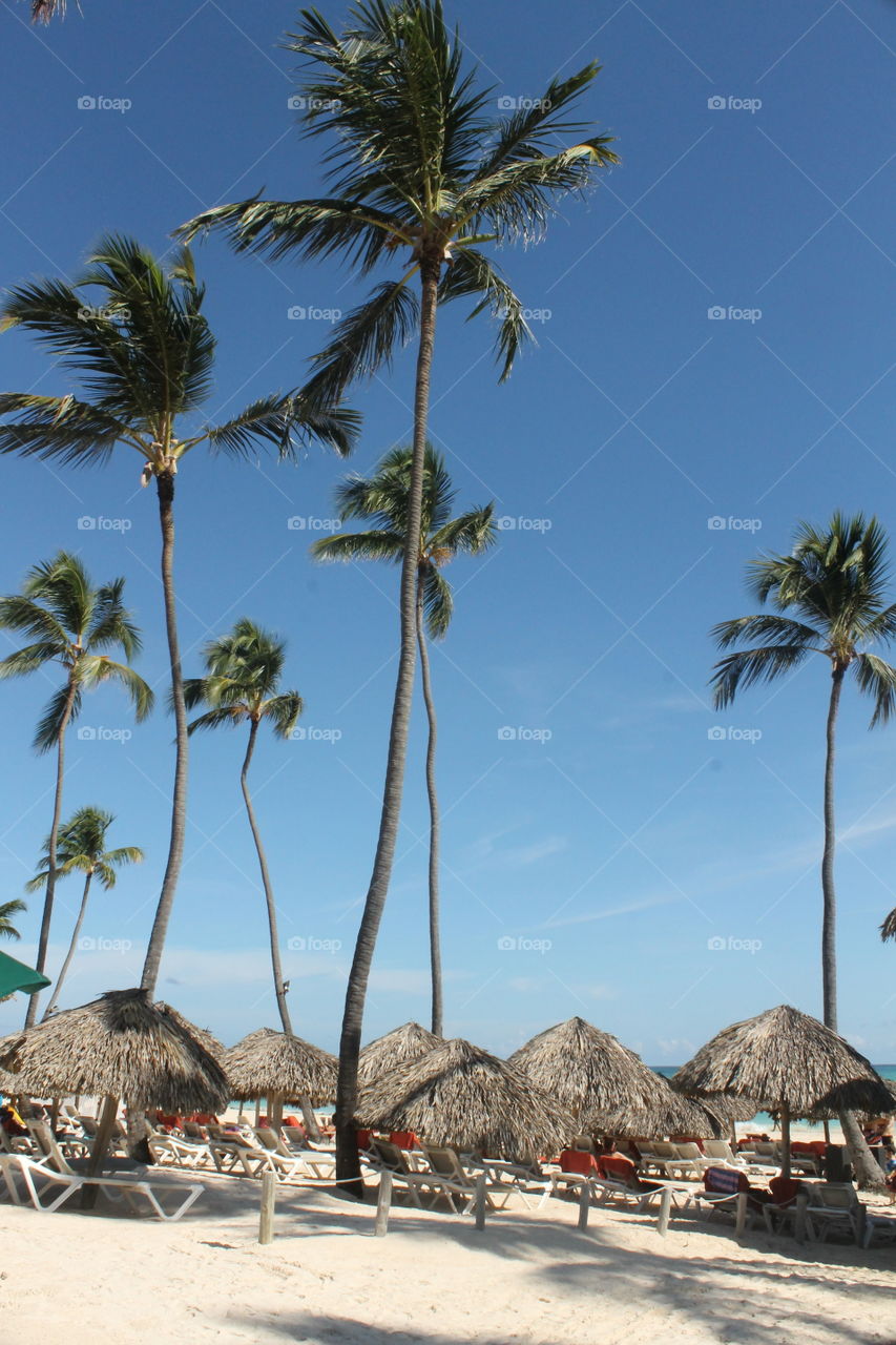 Tropical resort palms