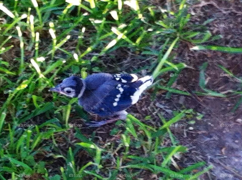 Blue Jay 