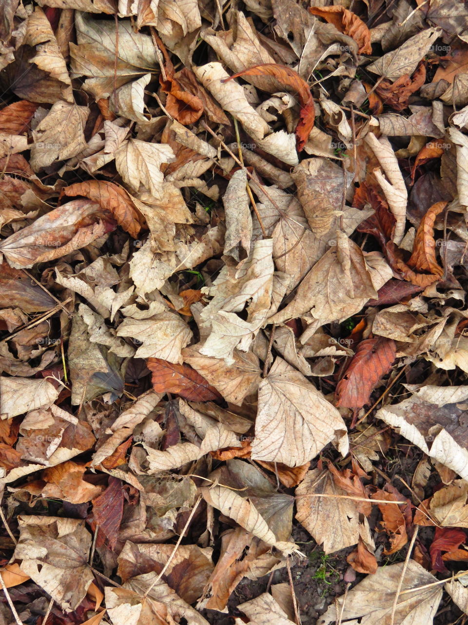 dead leaves