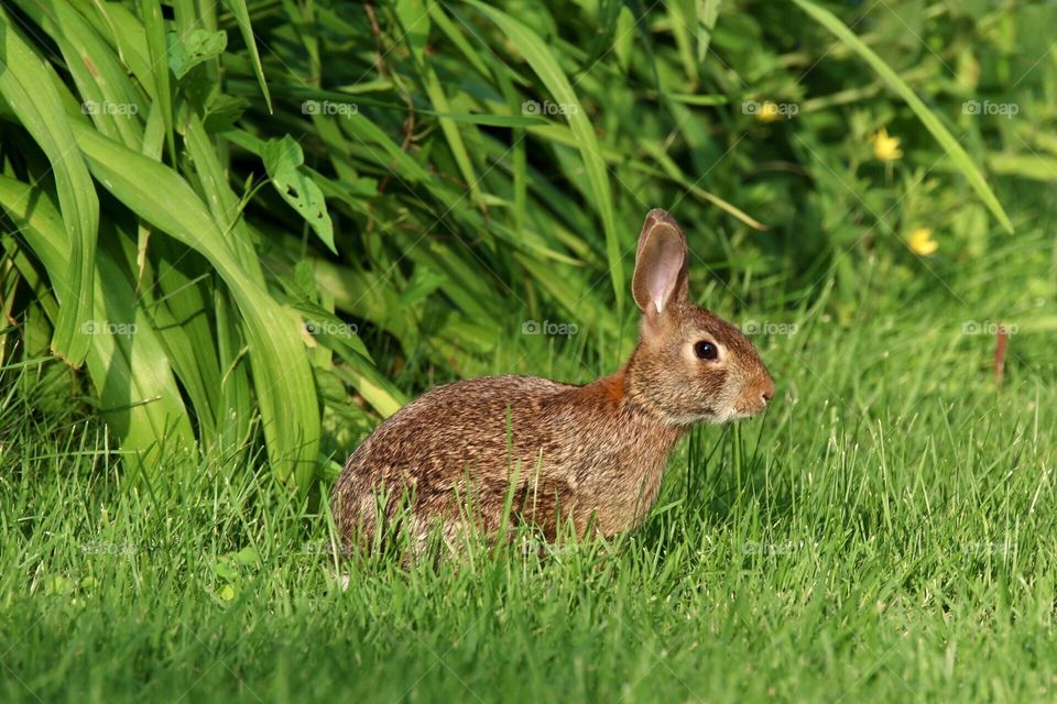 Afternoon bunny buddy