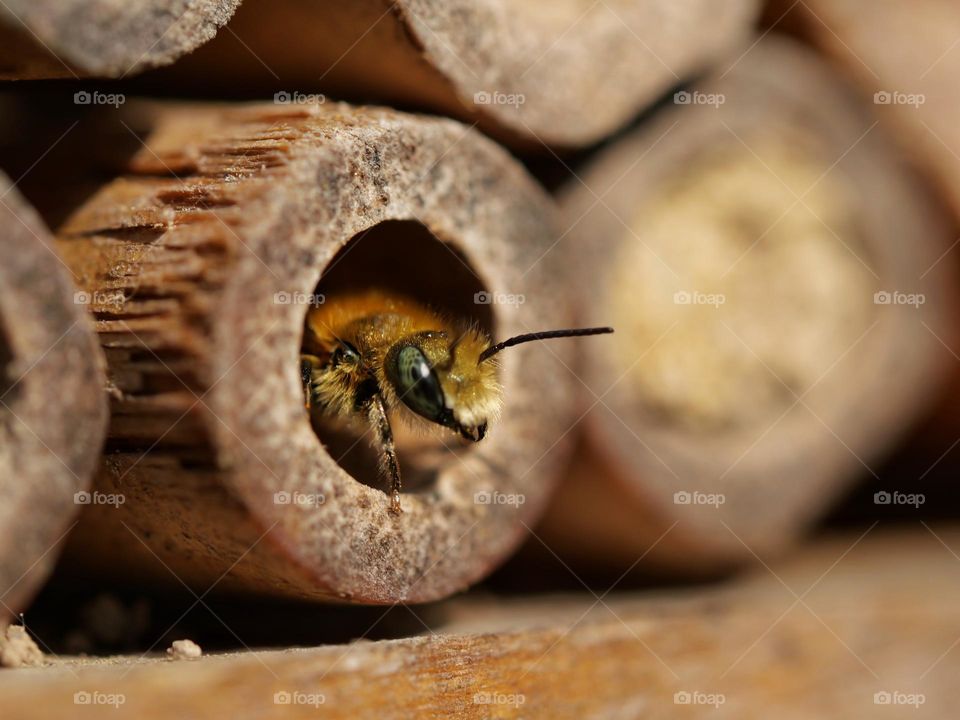 Beautiful wildbee eyes