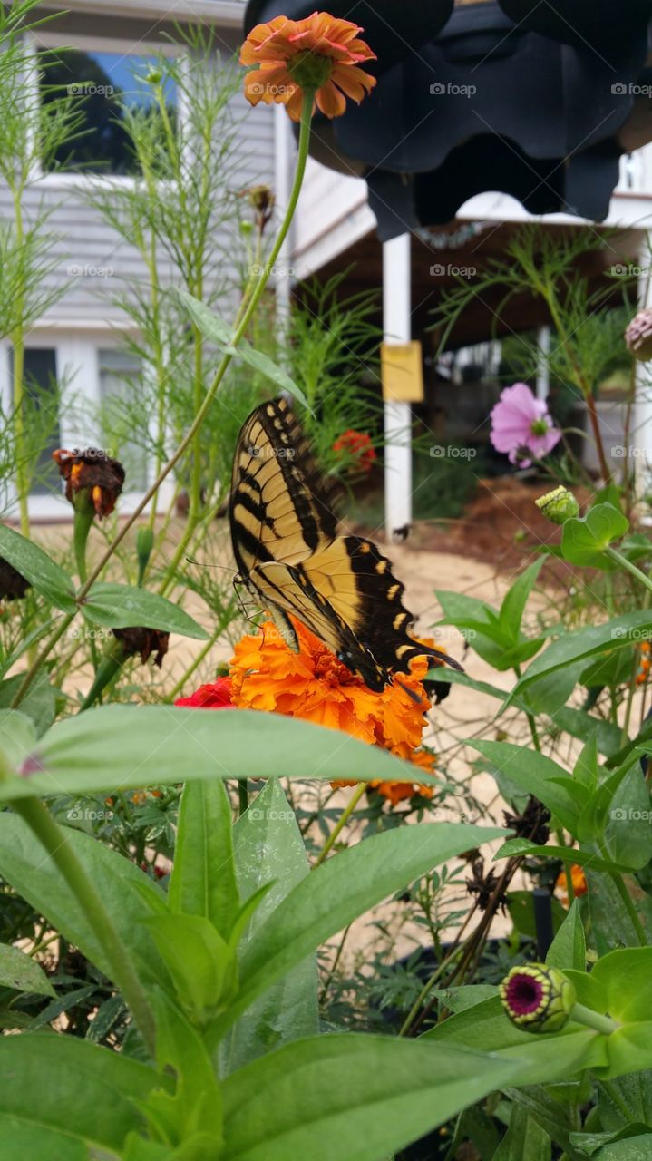 Nature, Flower, Summer, Outdoors, Garden