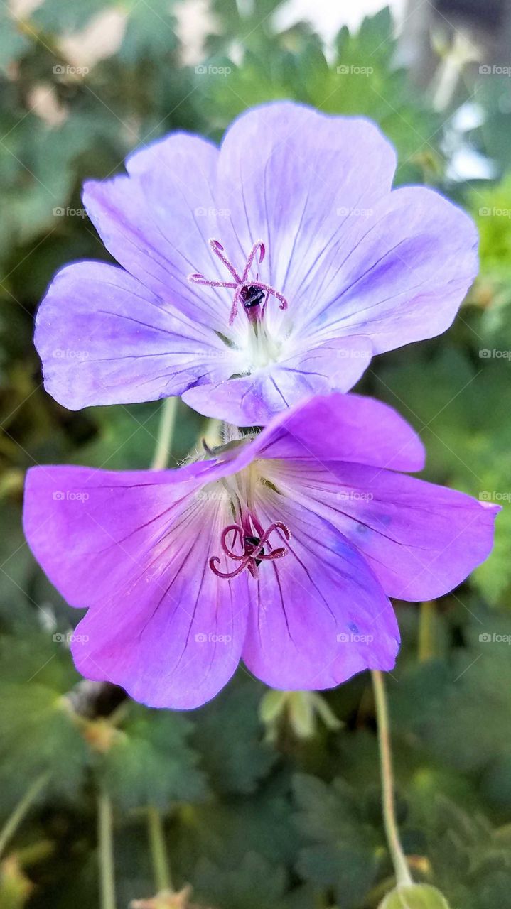a close up of two purple garden flowers against a soft green background of leaves