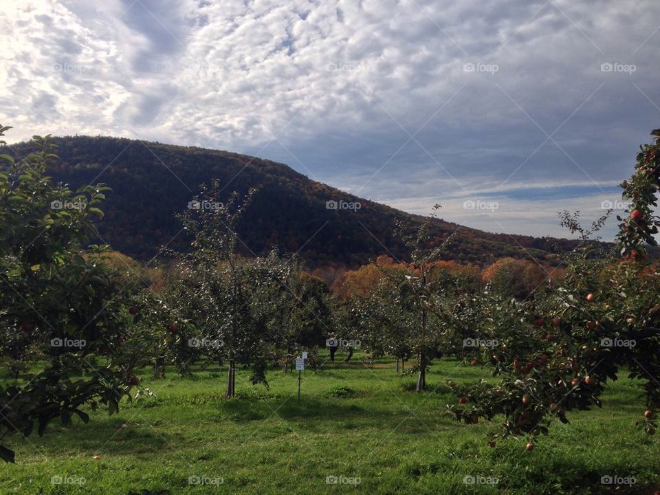 Apple orchard.