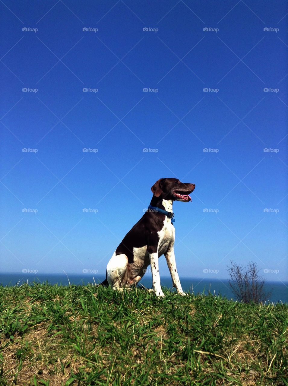 German Shorthaired Pointer