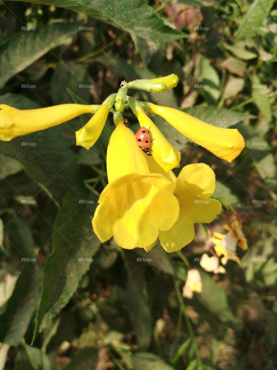 Insects flowers