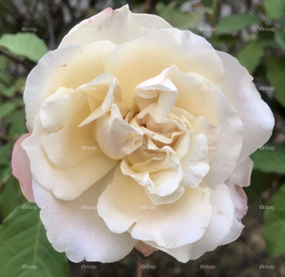 🌹 🇺🇸 Very beautiful flowers to brighten our day.  Live nature and its beauty. Did you like the delicate petals? / 🇧🇷 Flores muito bonitas para alegrar nosso dia. Viva a natureza e sua beleza. Gostaram das pétalas delicadas? 