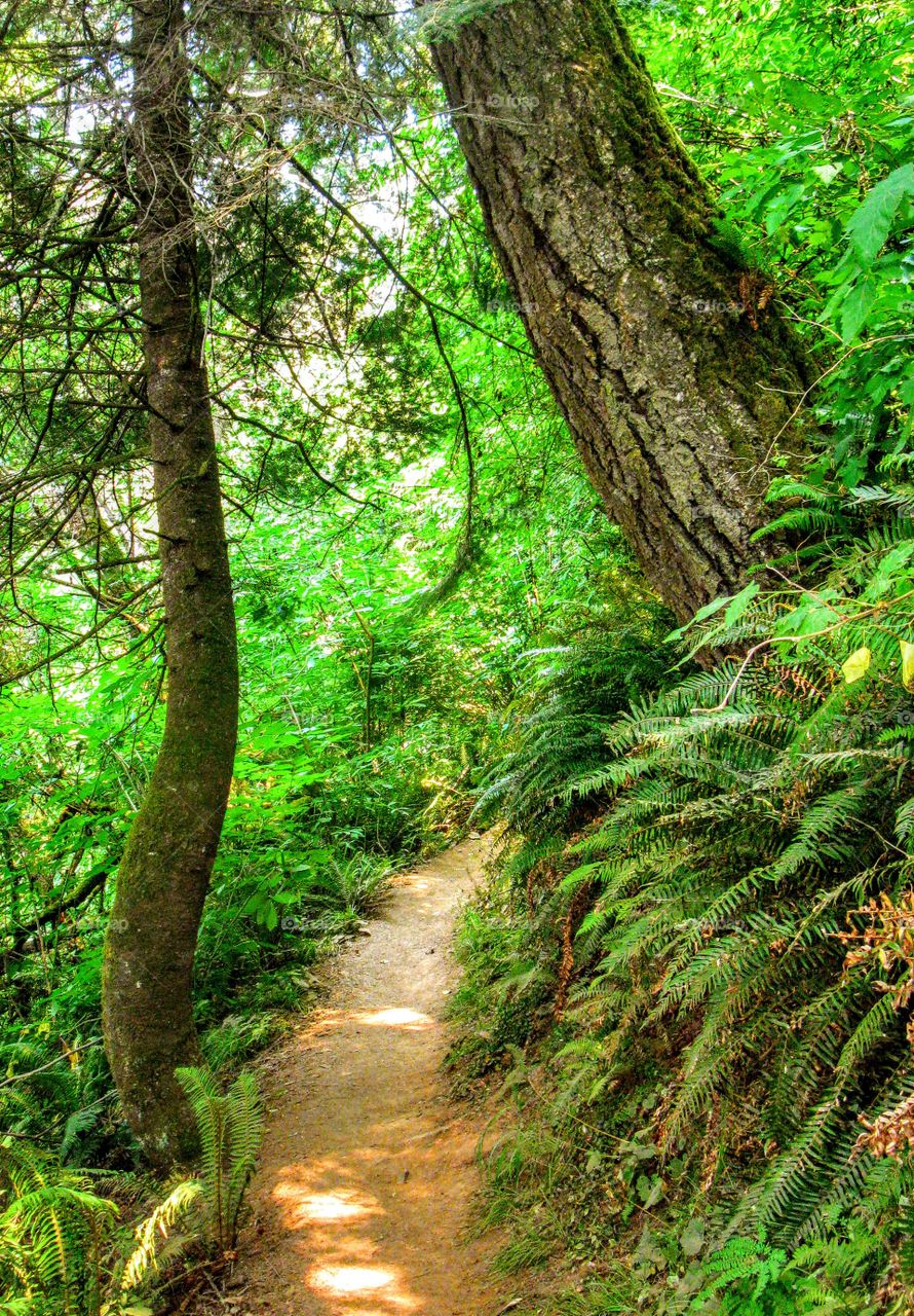 Stunning Greenery All Around on This Path "Ferns a Plenty"