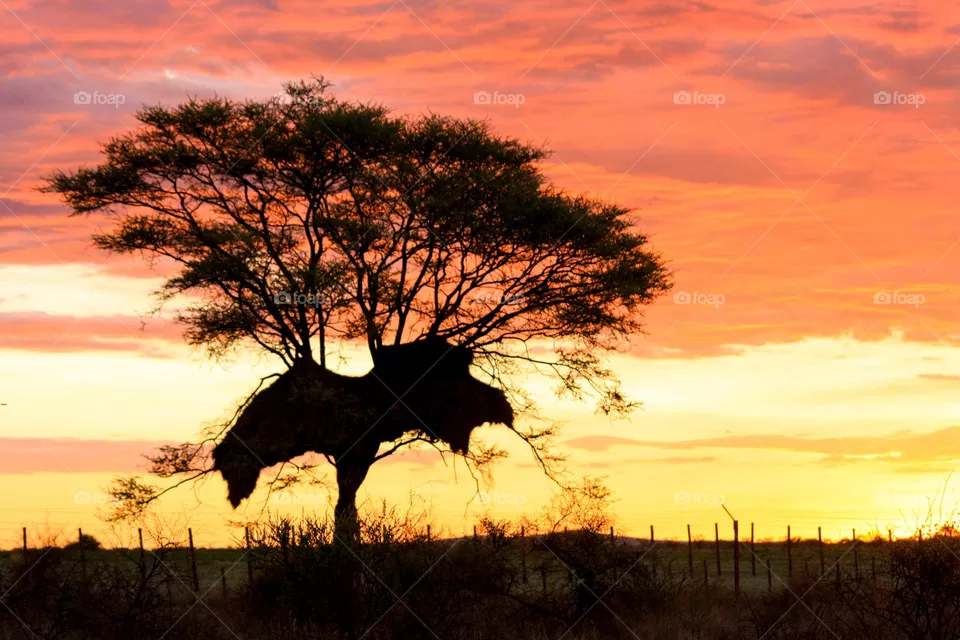 sunset