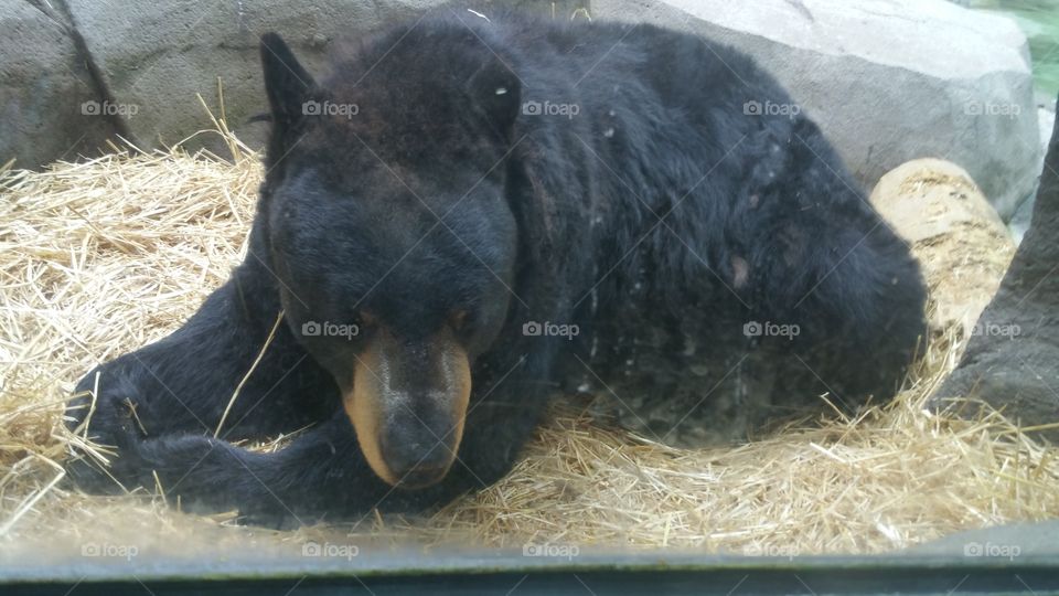 Sleeping black bear