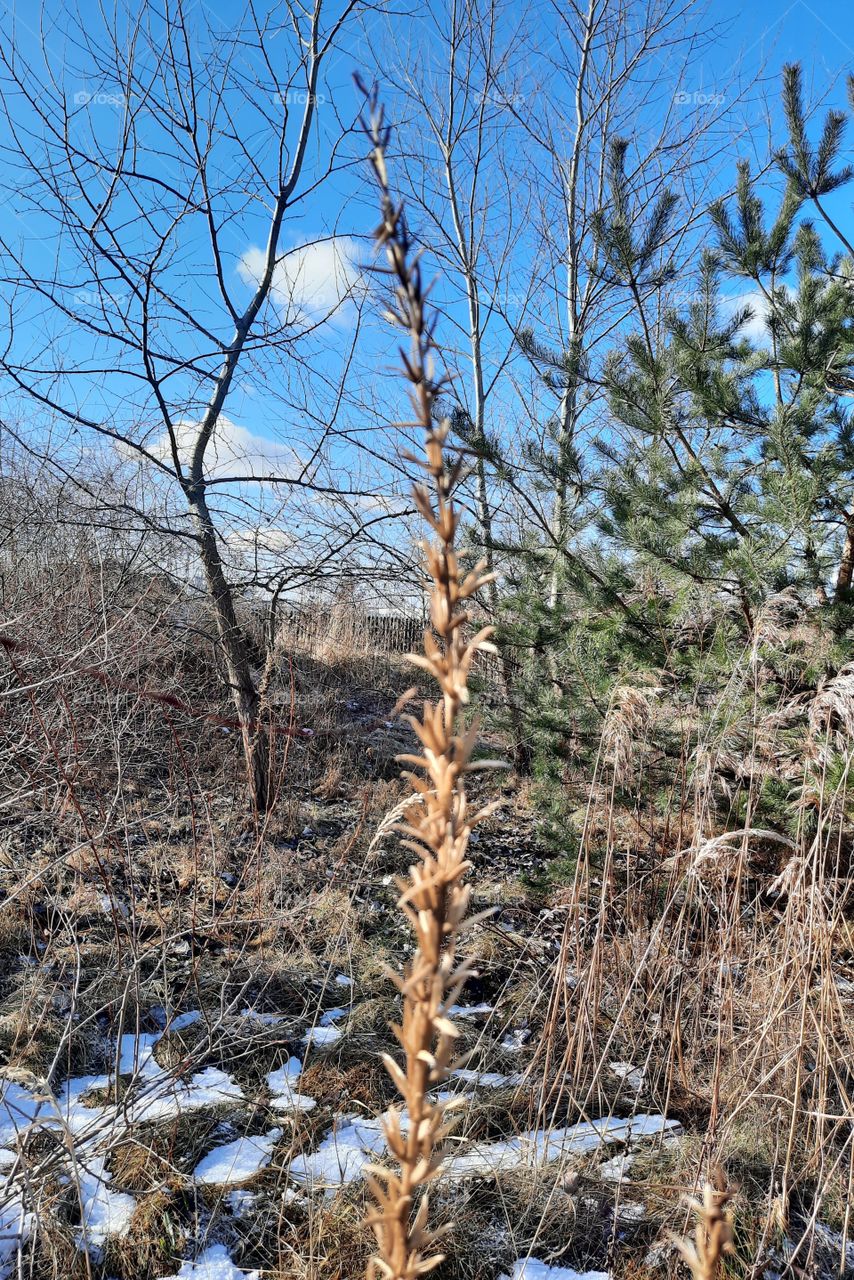 sunlit withered evening primrose flowers after thaw