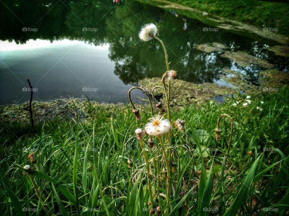 dandelions