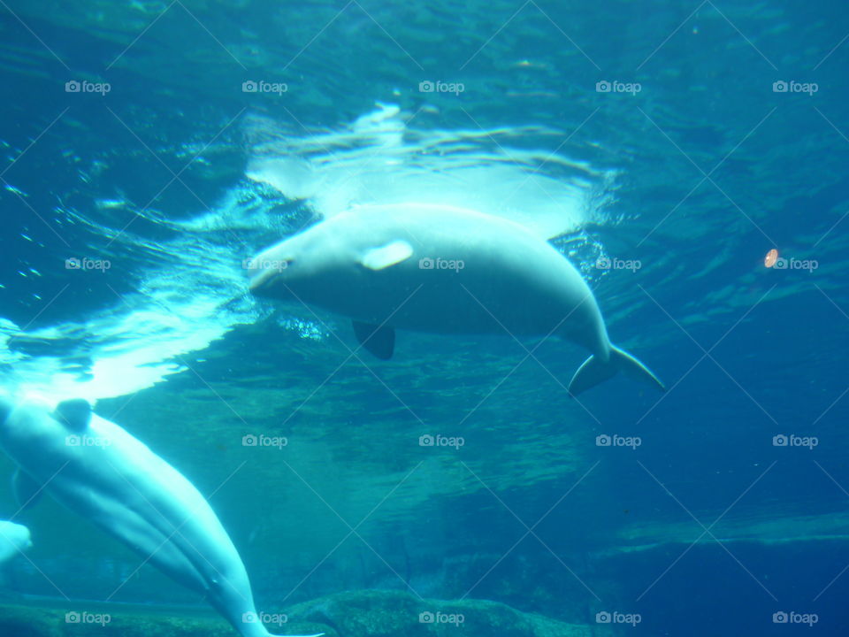 Baby Beluga surfacing for air as it follows it’s mother around the tank at the Vancouver Aquarium in British Columbia 