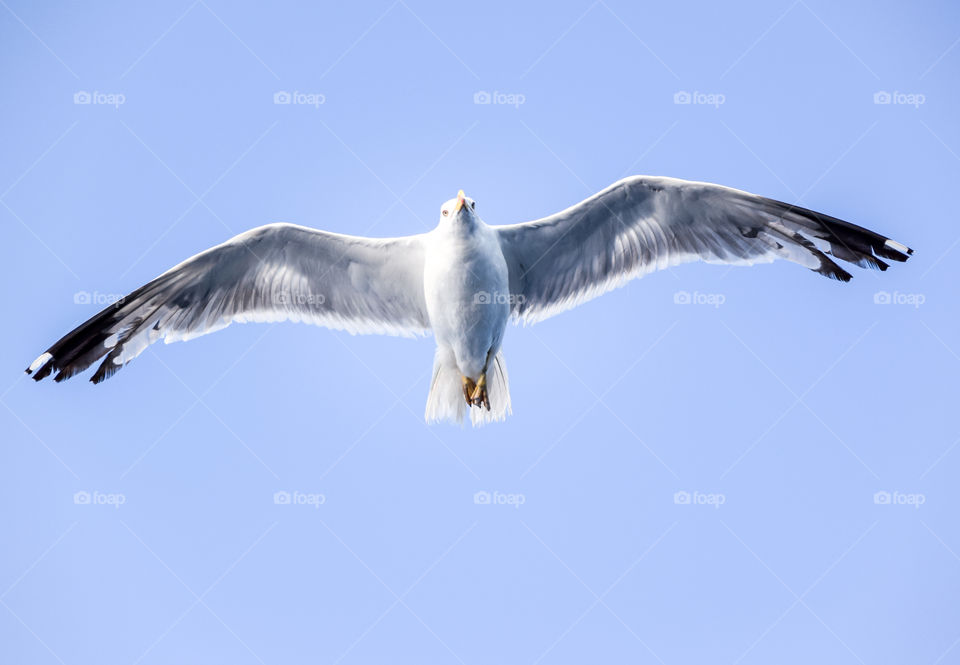 Seagull Flying In The Sky
