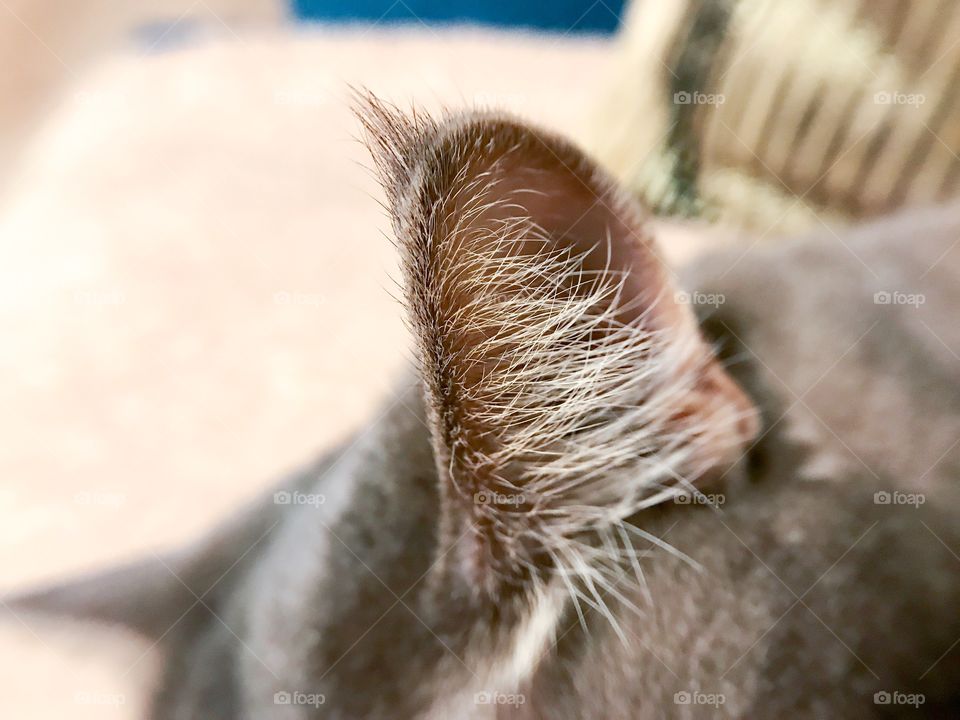Cat's ear