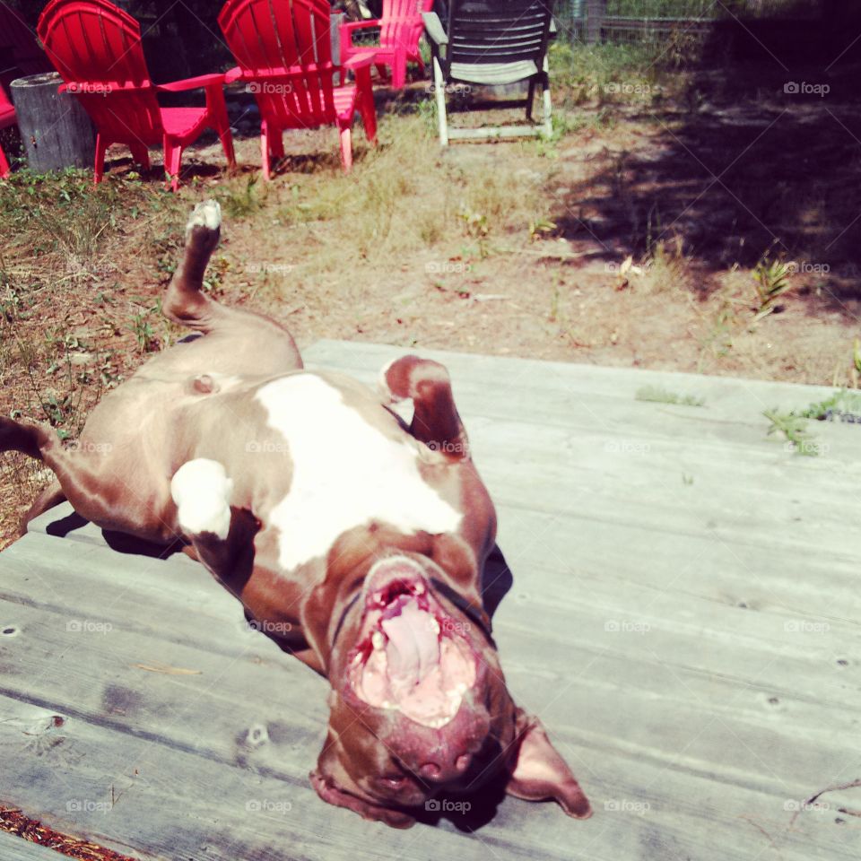 Bat Dog. Silly Pit Bull, rolling on his back in the sun. 