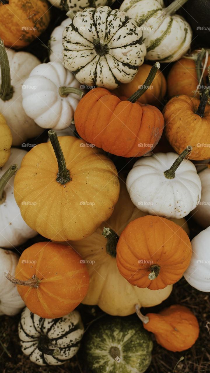 various colors of the autumn harvest of pumpkins collected on the site