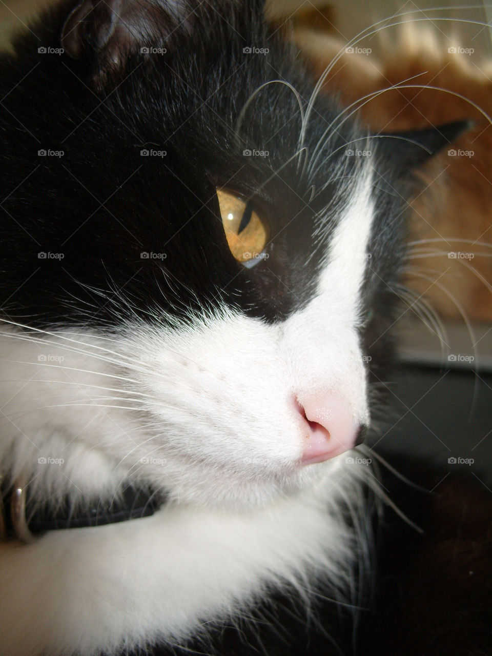 cat eyes dream banksy by gordynodrog