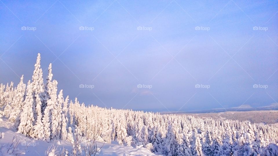 Winter Forest. Minus 20 Celsius