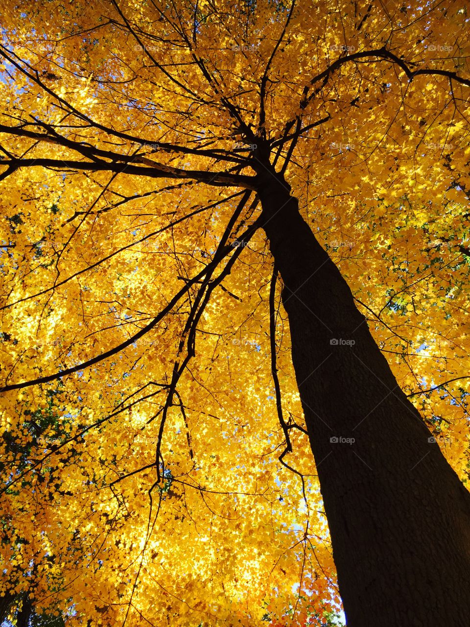 Tree in autumn 