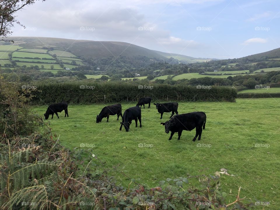 There are every breed of cow on Dartmoor, this breed of black ones look impressive.