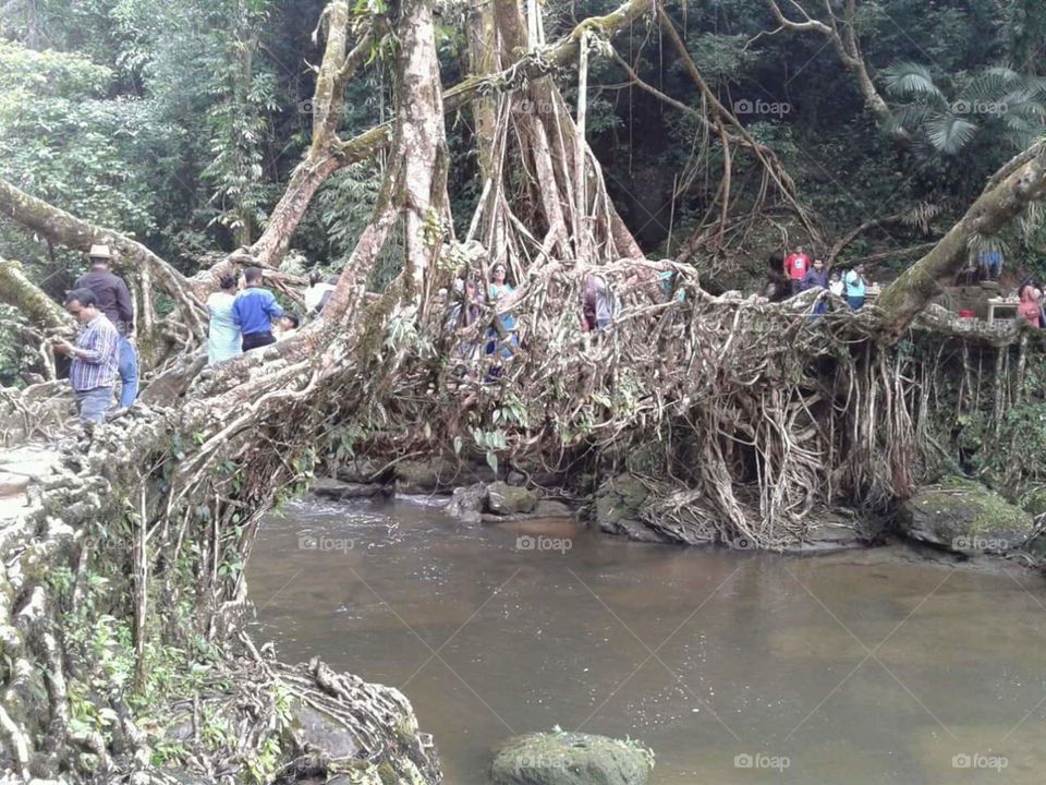 Bridge of Tree at Malinnong Assia's Cleanest Village