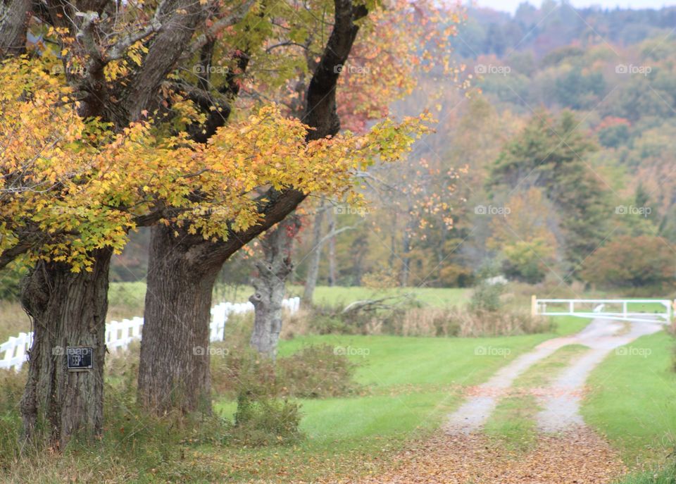 Dirt Country Lane Lined with White Farm Fence & Fall Trees