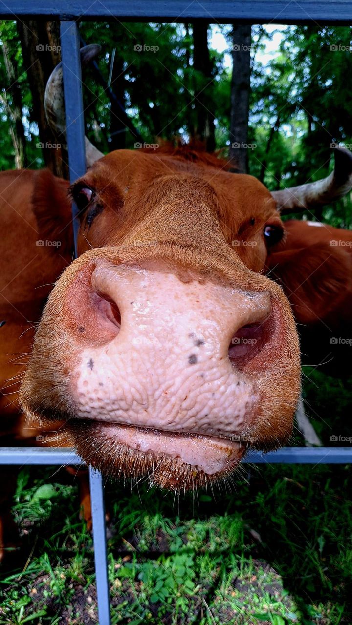 cow snout