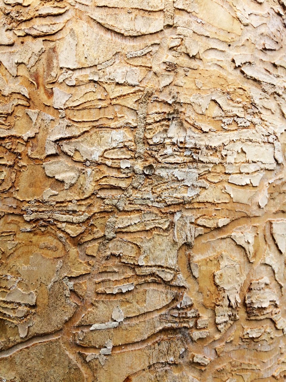Natural design on tree trunk made by bugs 