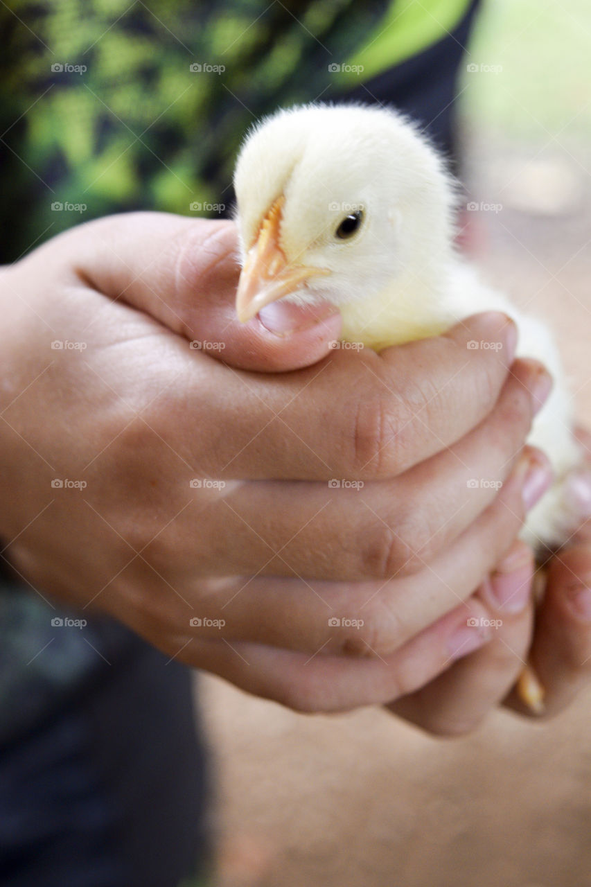 Little Boy holding a Baby Chick in his hands
