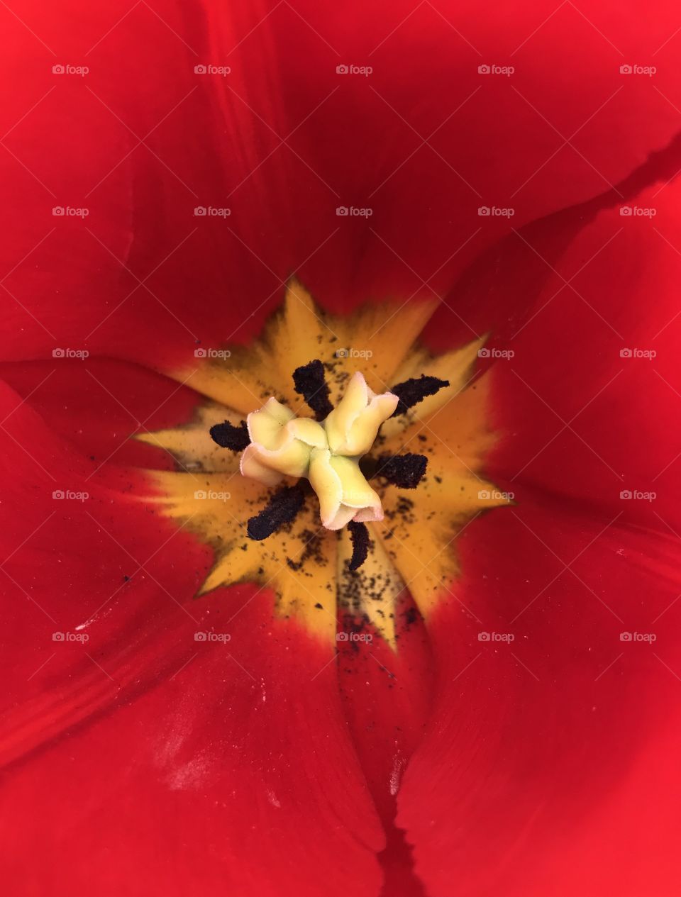 In a Red Tulip