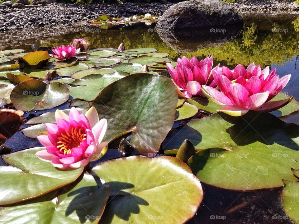 Water lillies