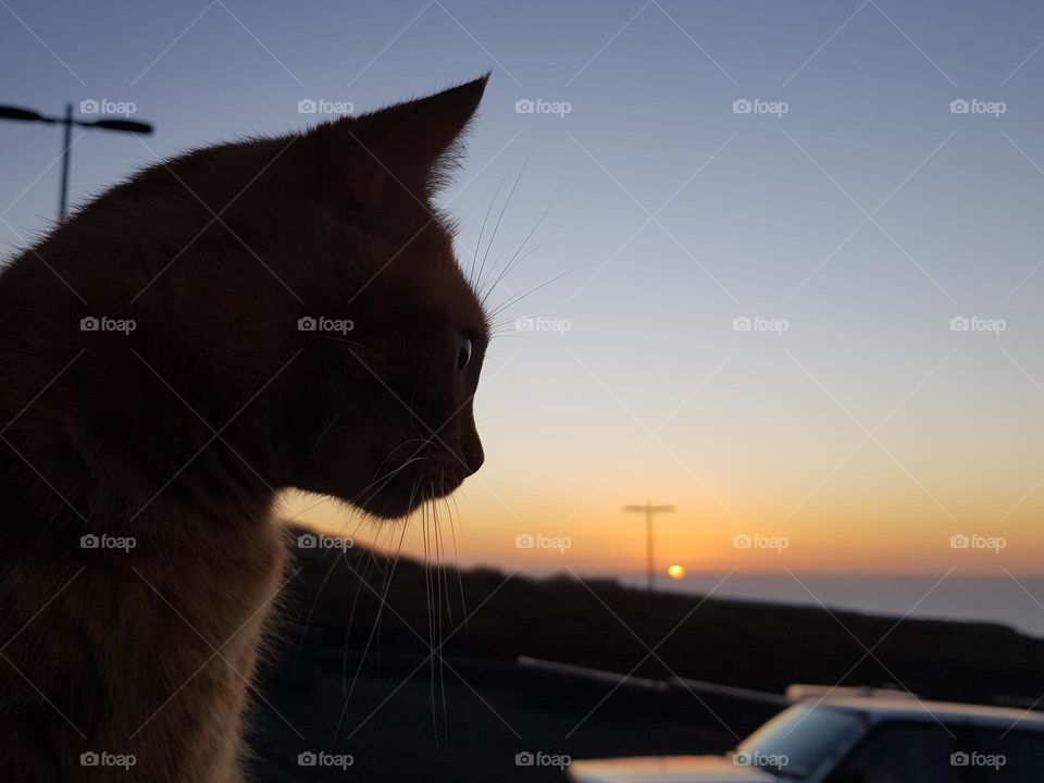 sunset cat