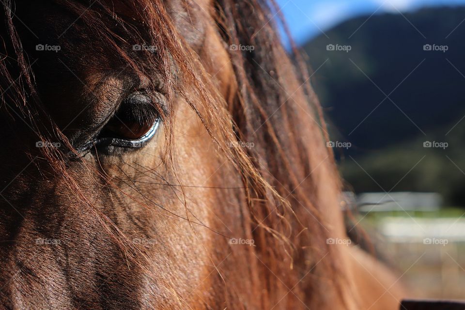 a close up of a brown horse at Ranch Oso
