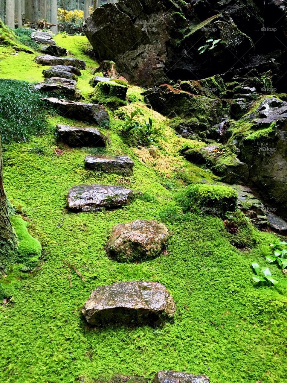 The grass after the rain.