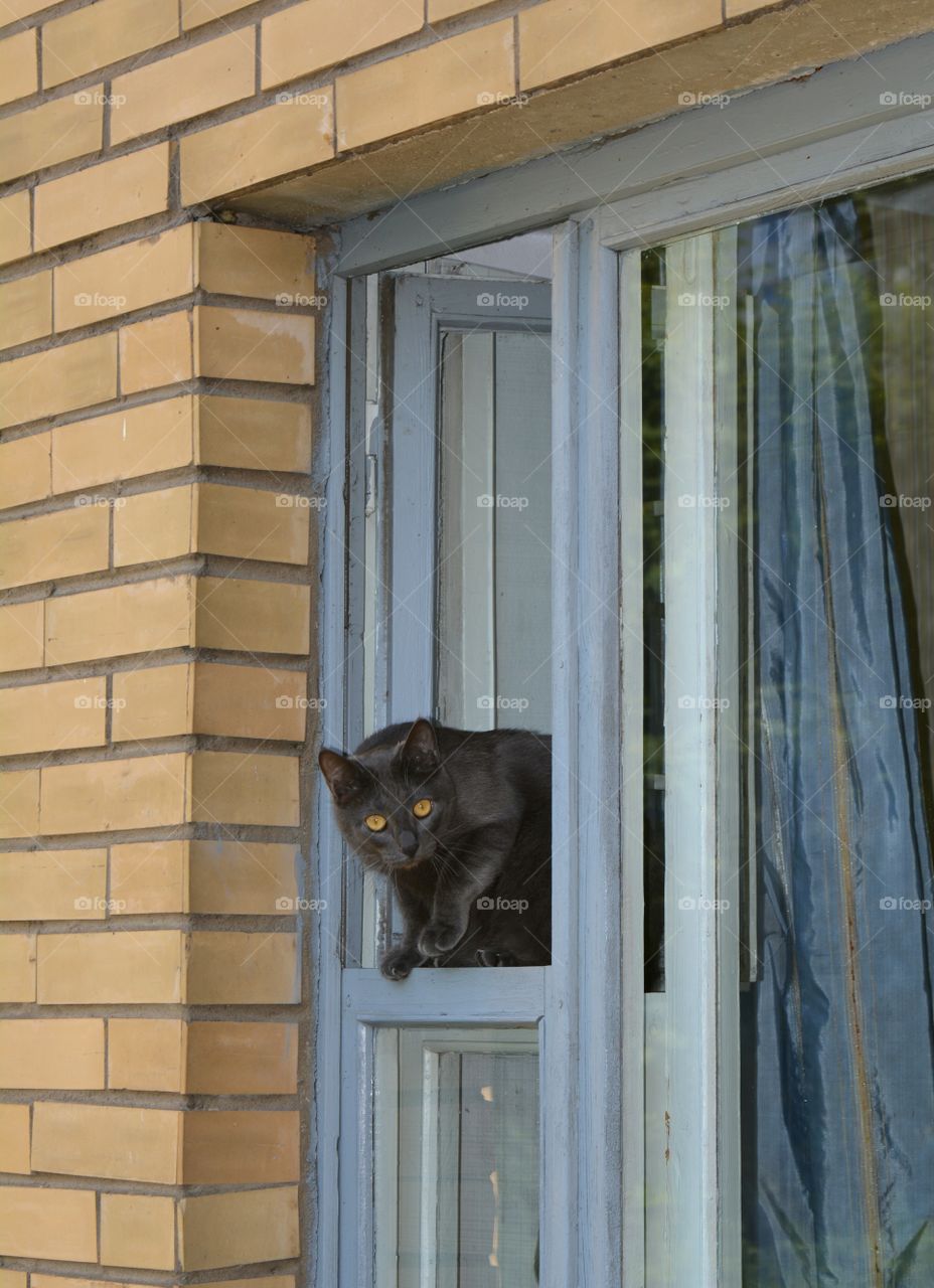 cat on the window