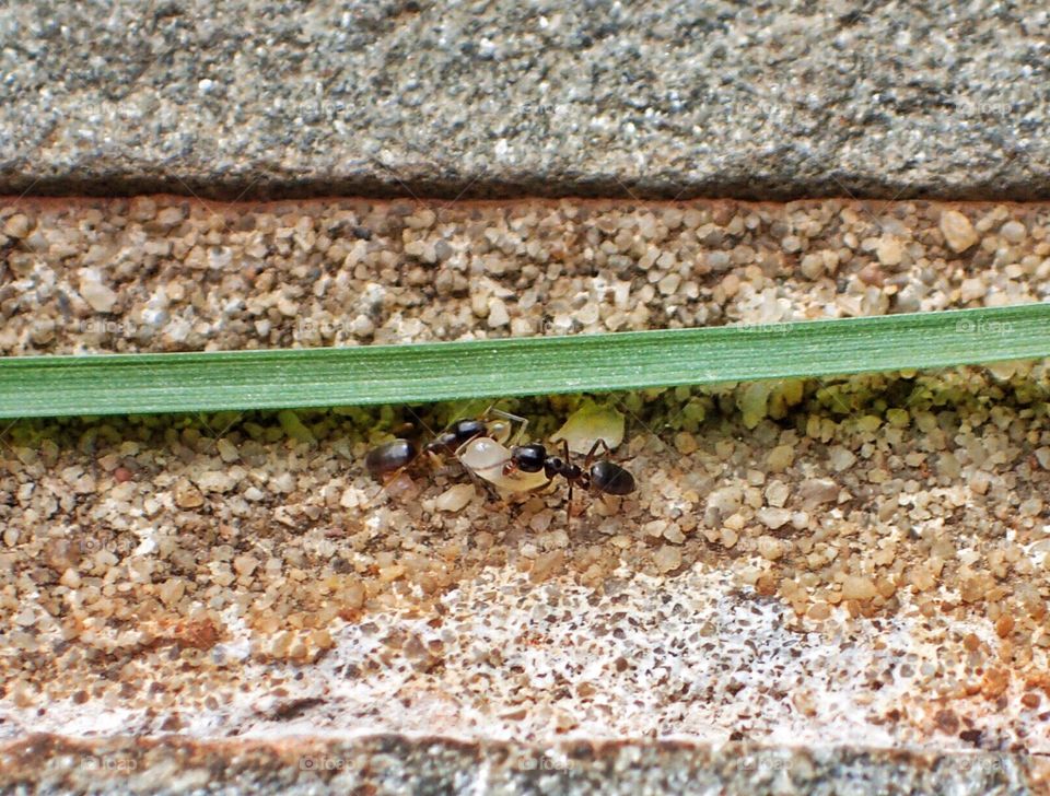 Ants moving an egg together 