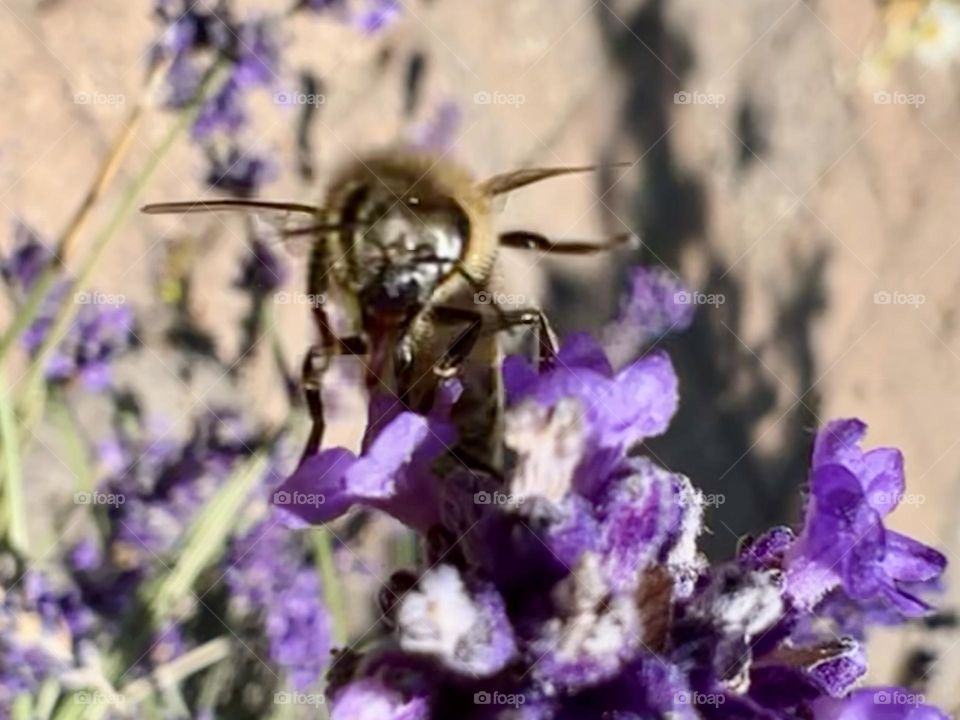 Bee