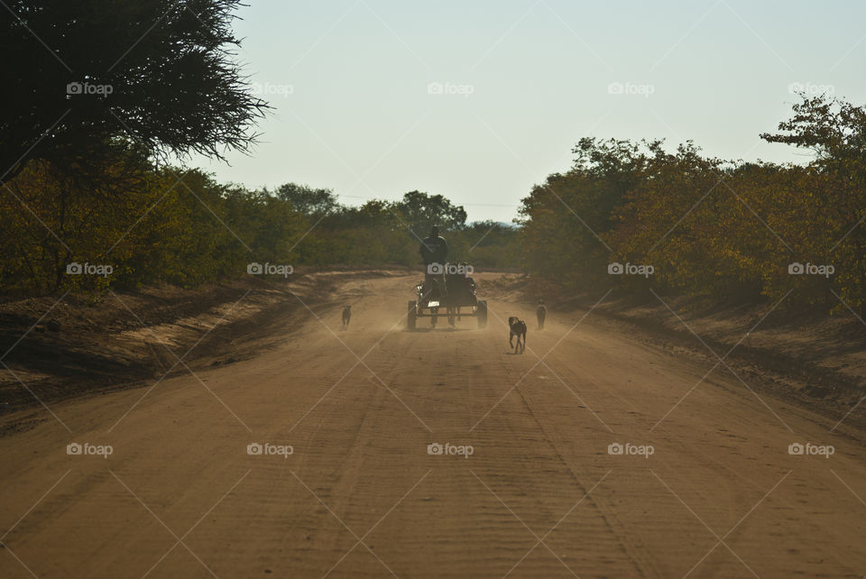 Donkey cart on a gavel road making dust while dogs chase after it.