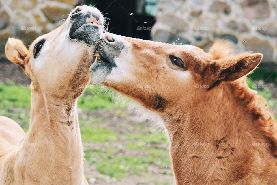 Foals playing