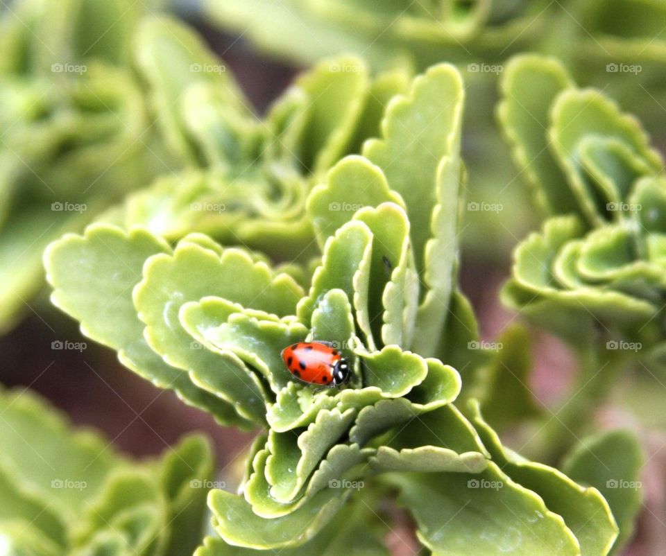 Ladybug Macro