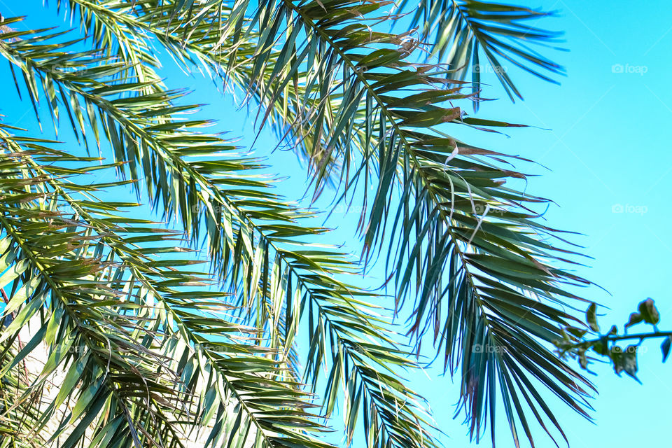 Palm leaves